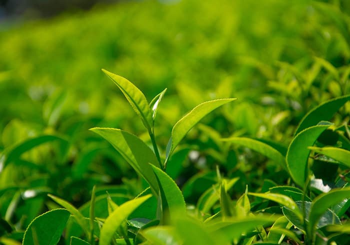 精選高原有機(jī)茶場(chǎng)上等綠茶